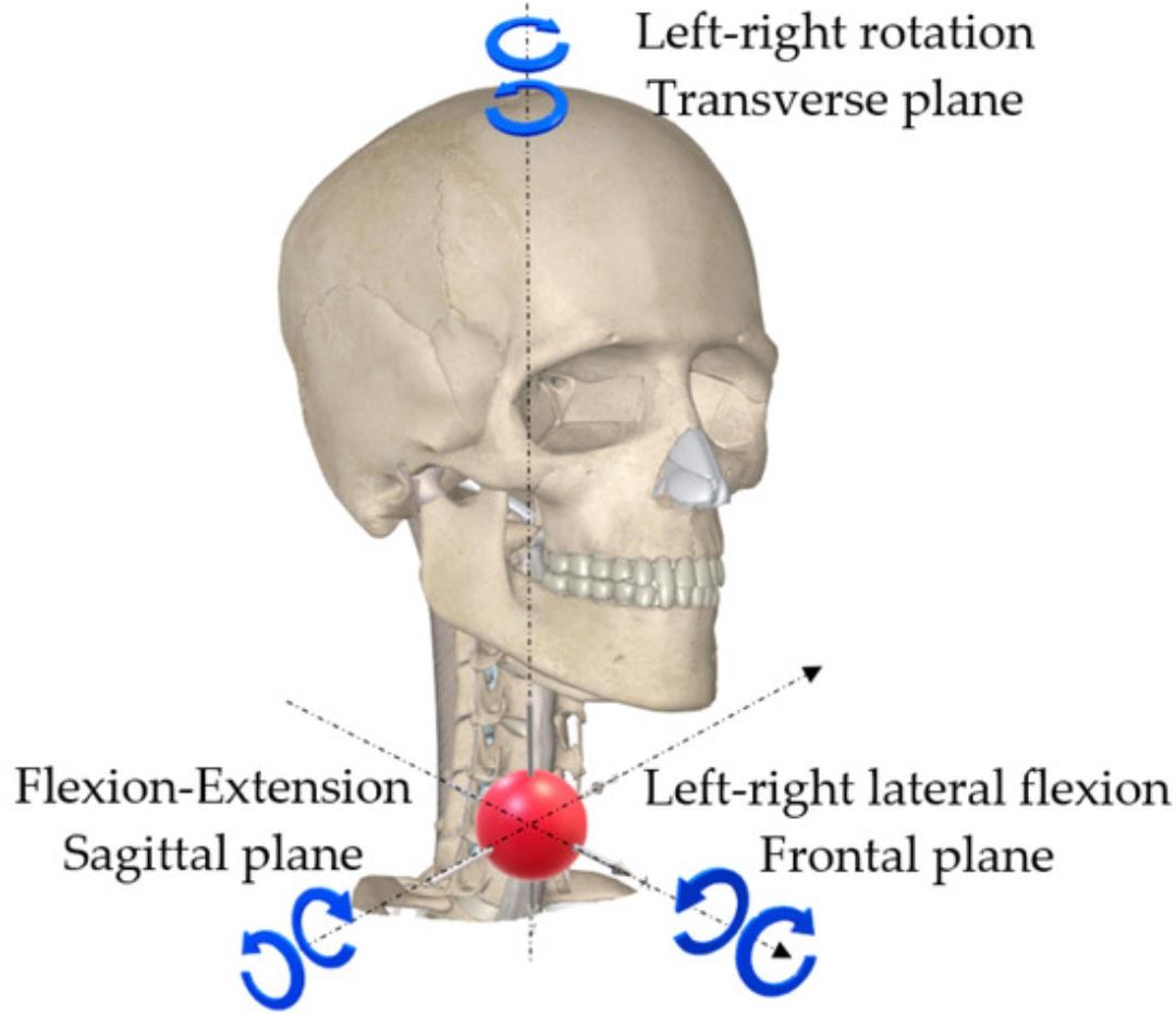 Skull showing the three anatomical planes of neck motion